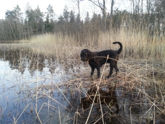 Klicka för att läsa annonsen