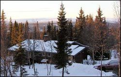 Fjällstsuga i Klövsjö/Vemdalen