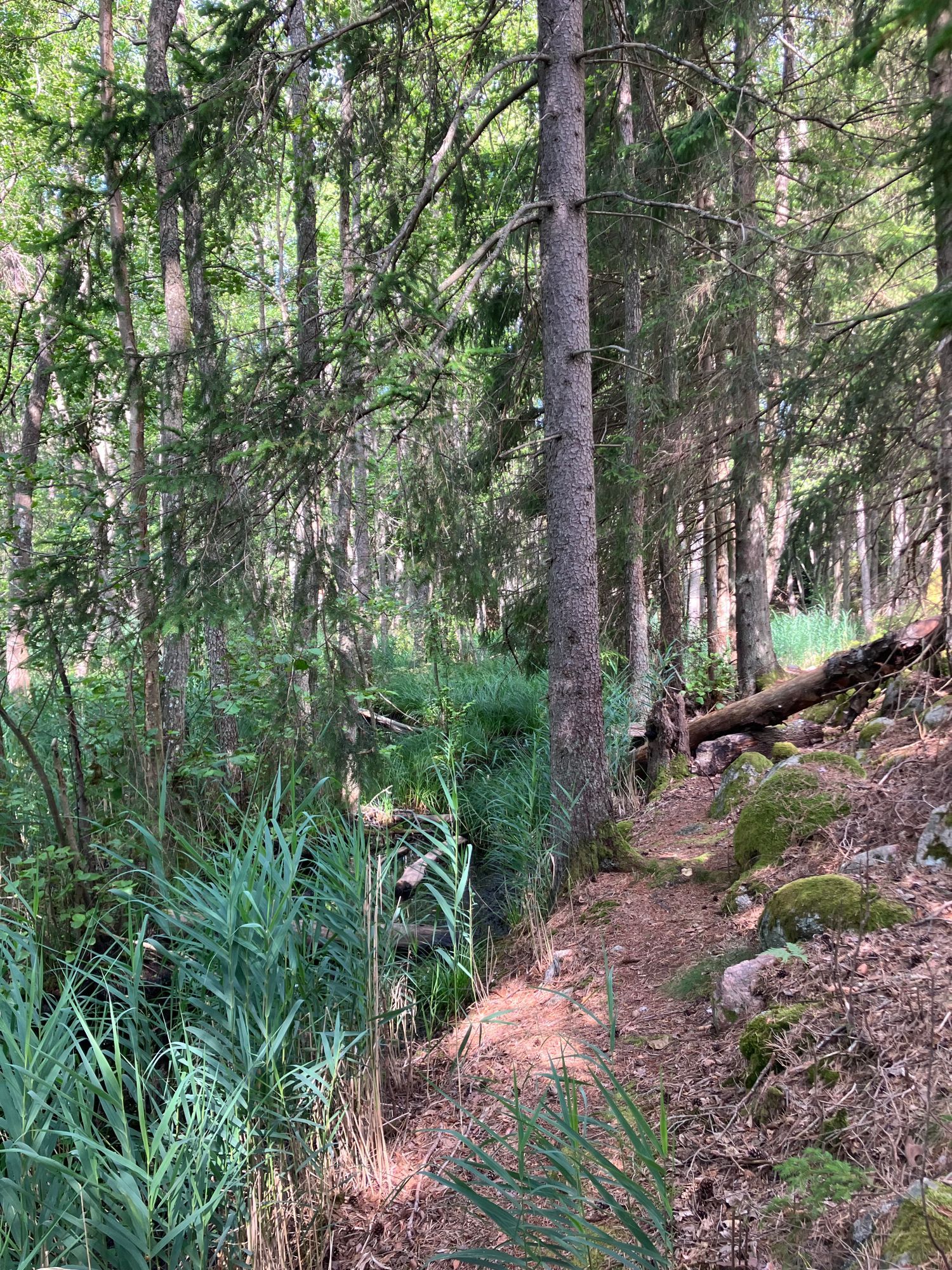 Stuga nära havet – bild 22 av 22