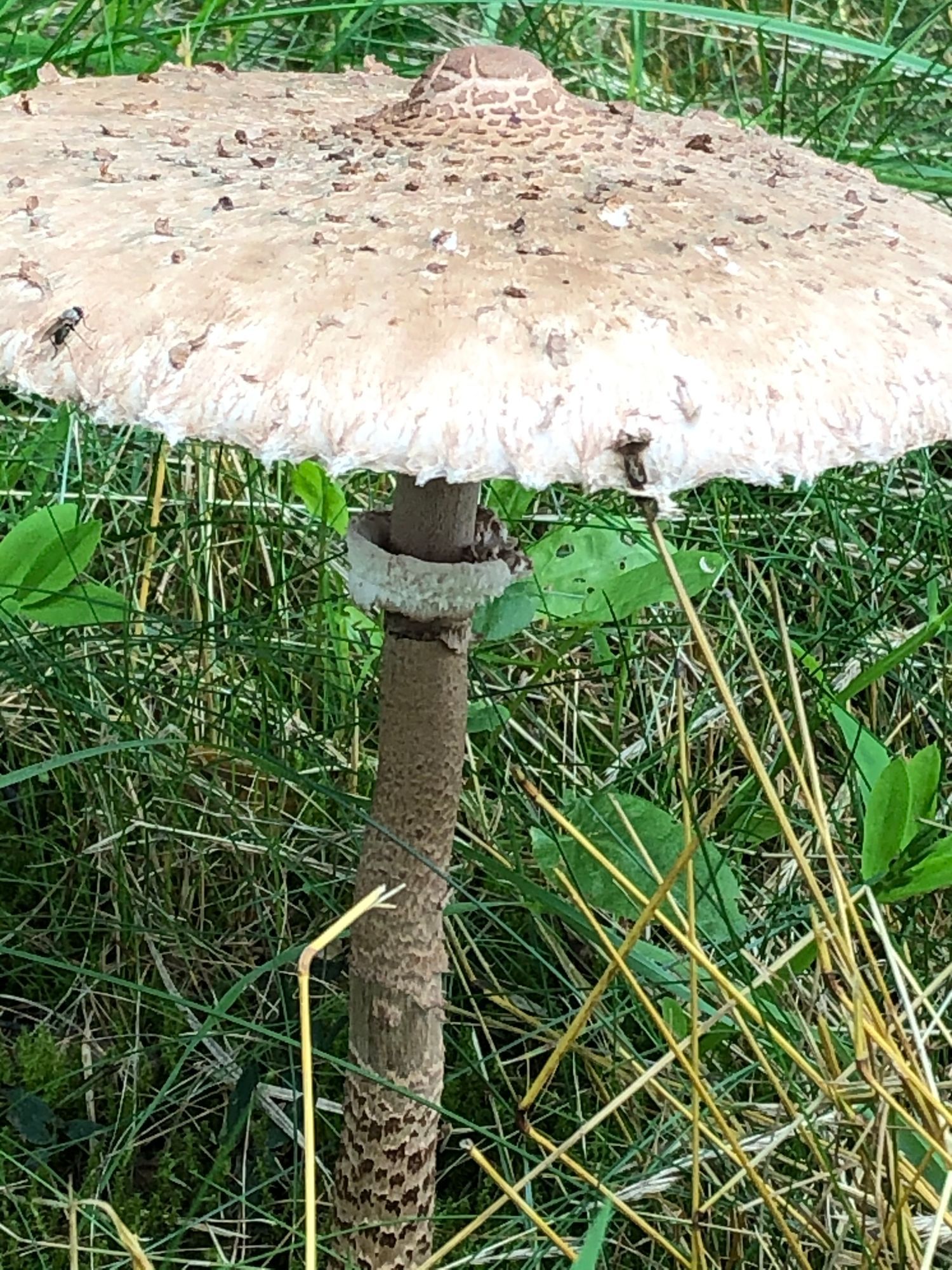 Sjönära idyll – bild 6 av 19