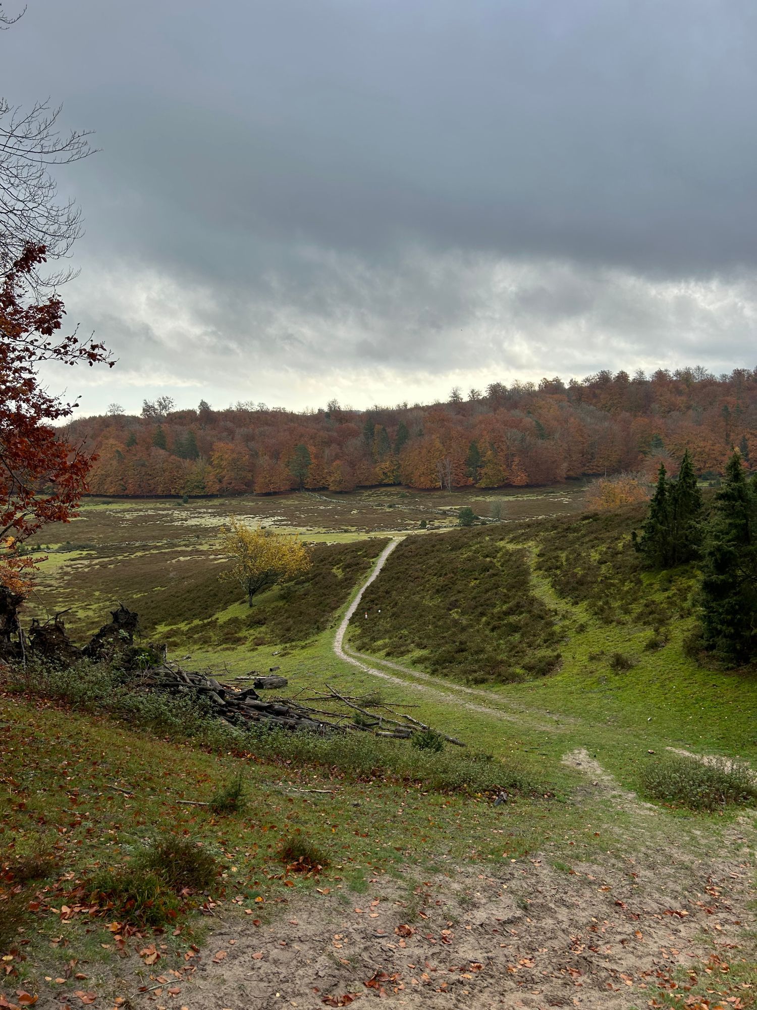 Nyrenoverad stuga mitt skogen, vid Brösarps backar – bild 23 av 24