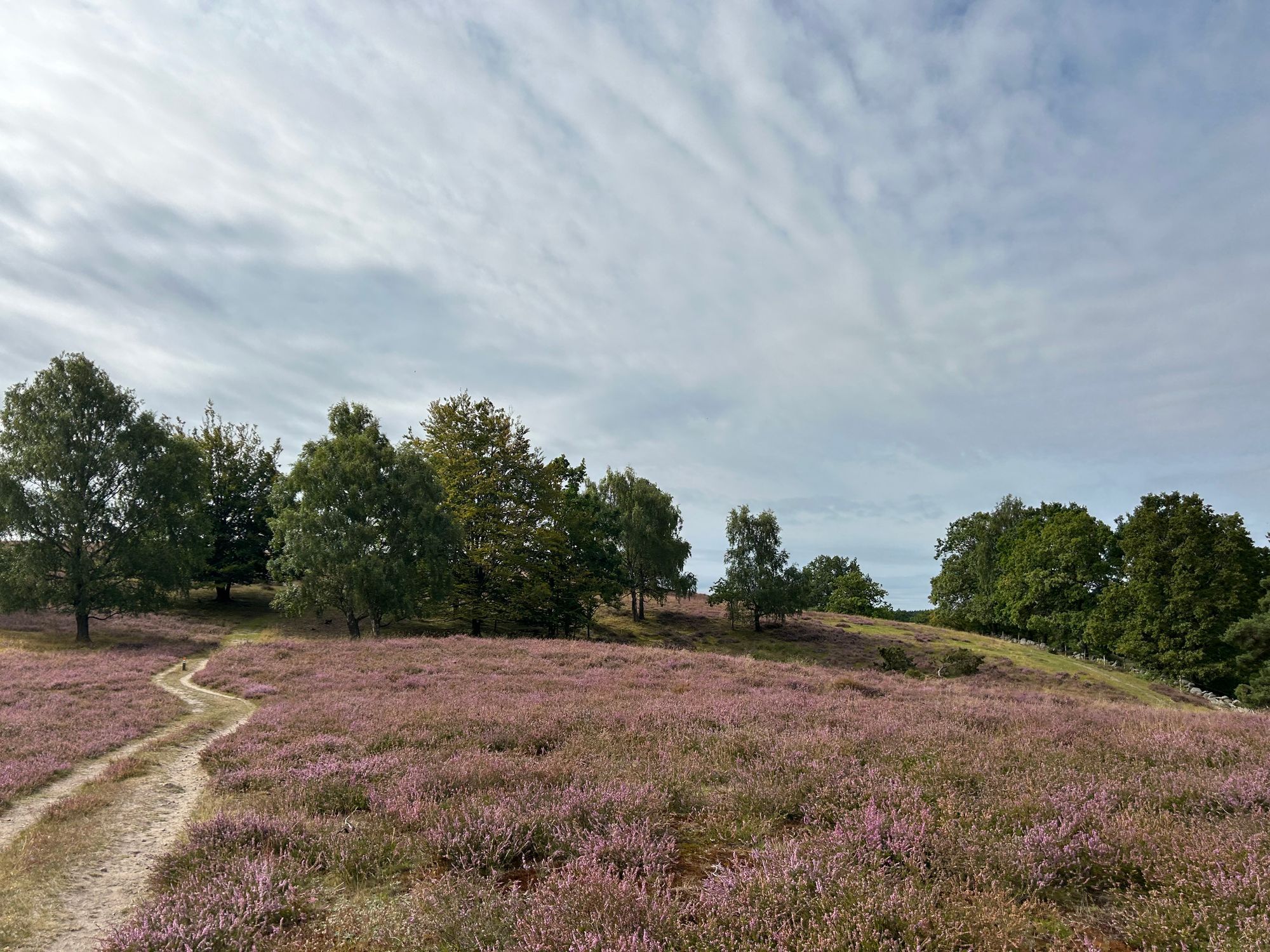 Nyrenoverad stuga mitt skogen, vid Brösarps backar – bild 22 av 24