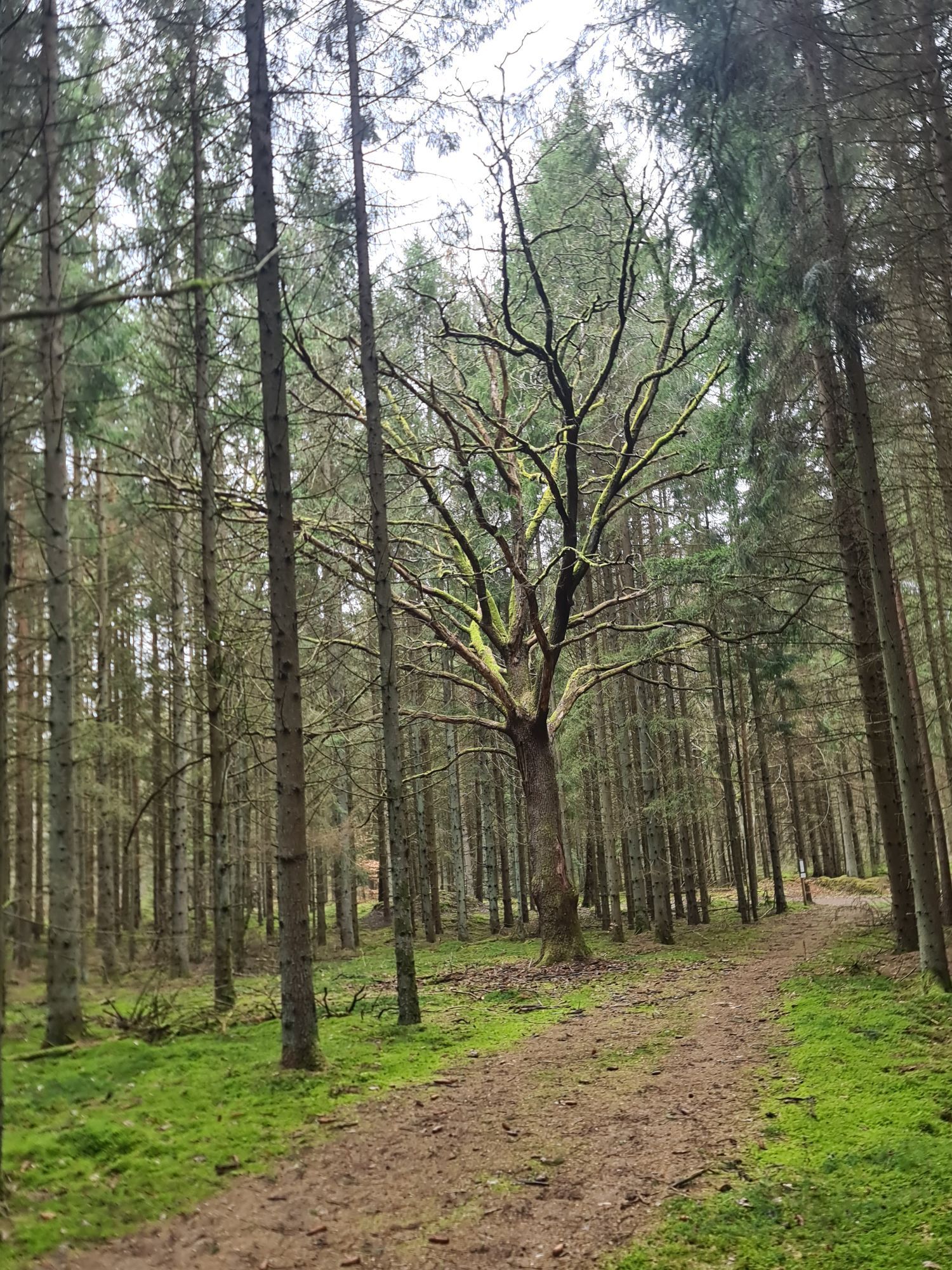 Mysig stuga i naturidyll – bild 14 av 17