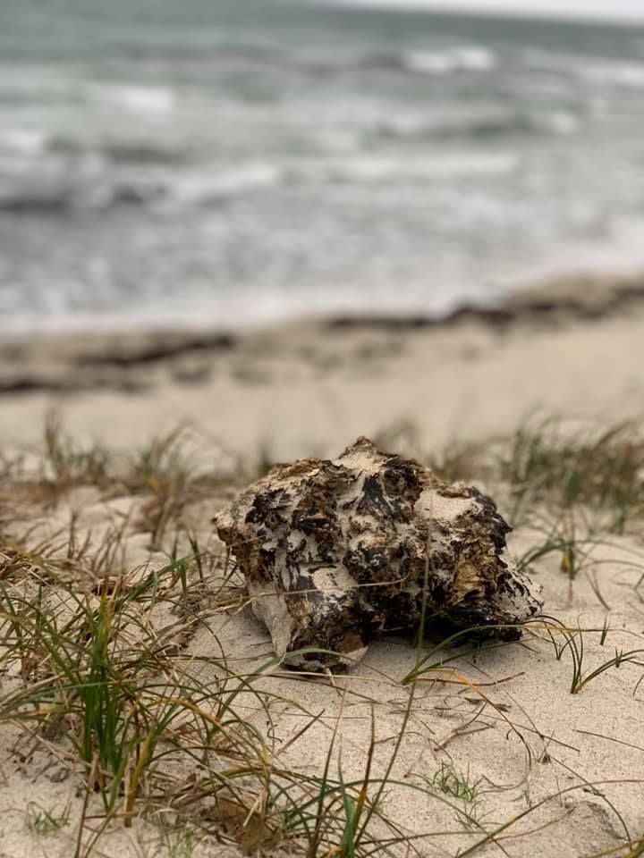 Ystad Sandskogen – bild 16 av 19