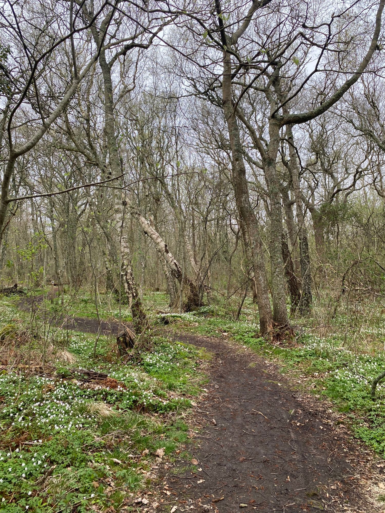 Haverdal - precis vid naturreservat och sandstrand – bild 9 av 16