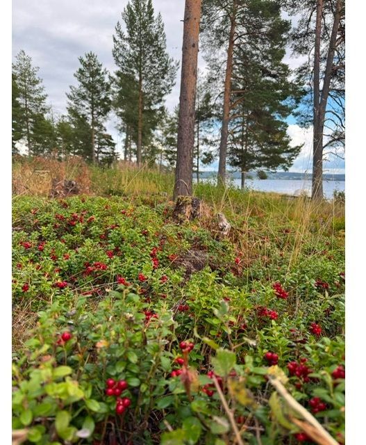 Välskött året-runt-stuga i Bäcka, Orsa! – bild 19 av 22