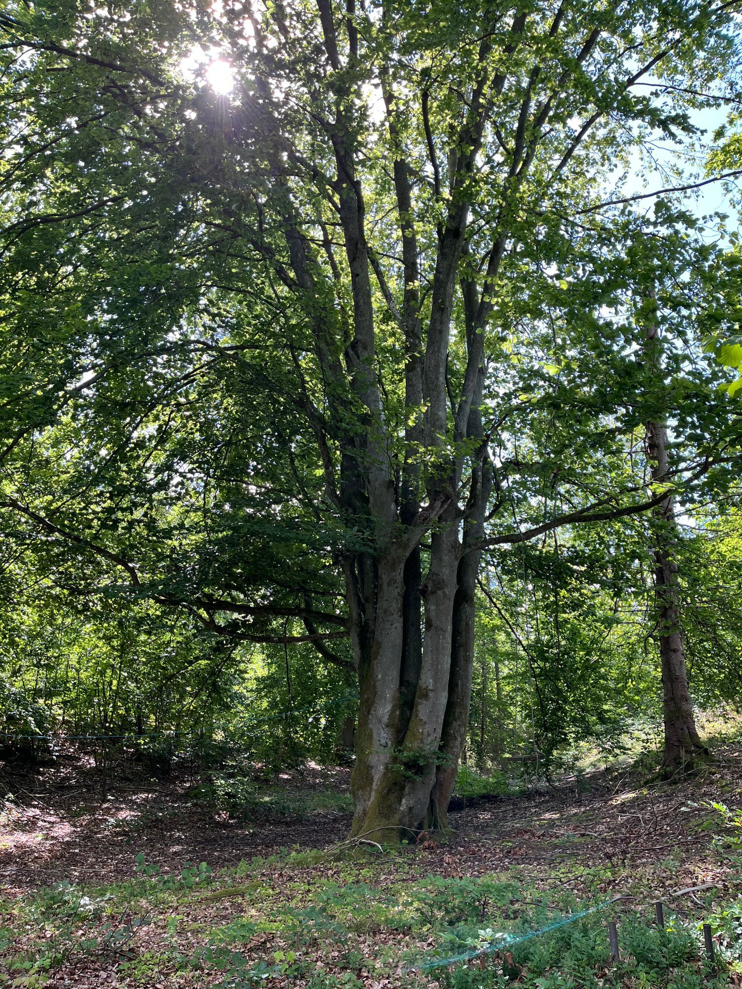 Nyrenoverad stuga mitt skogen, vid Brösarps backar – bild 18 av 24