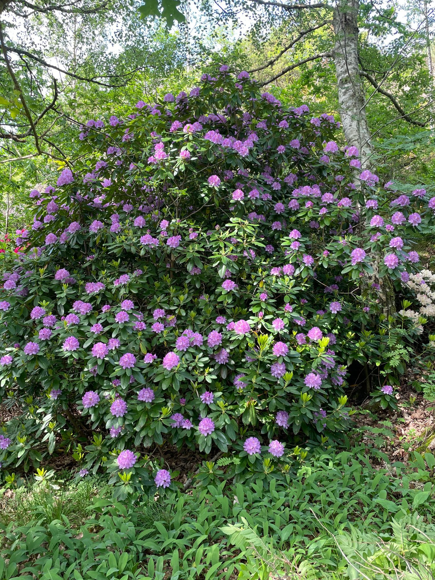 Havsnära sommarhus på Tjörn – bild 16 av 19