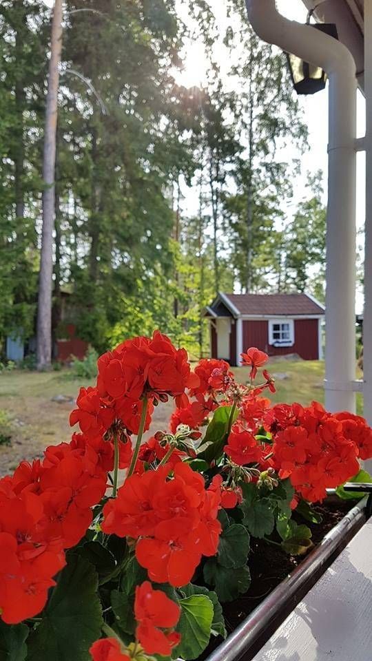Hus med utsikt över havsvik, vissa veckor o dagar – bild 18 av 23