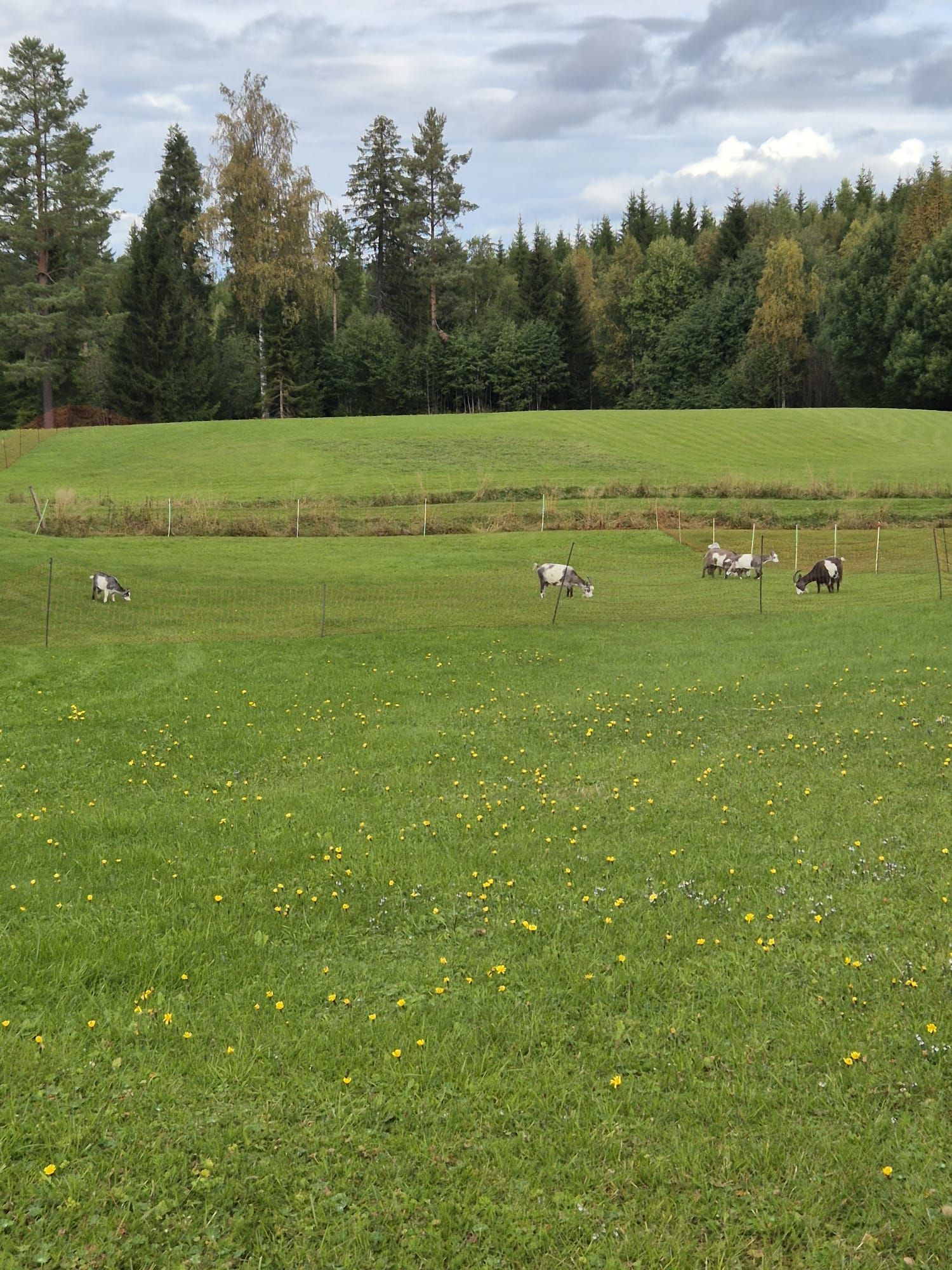 Skogsidyll i Jämtland - natur, lugn – bild 9 av 17