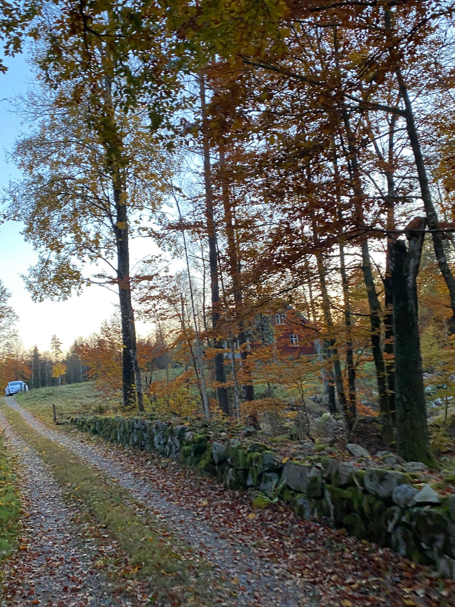 Skogsgård – bild 10 av 24