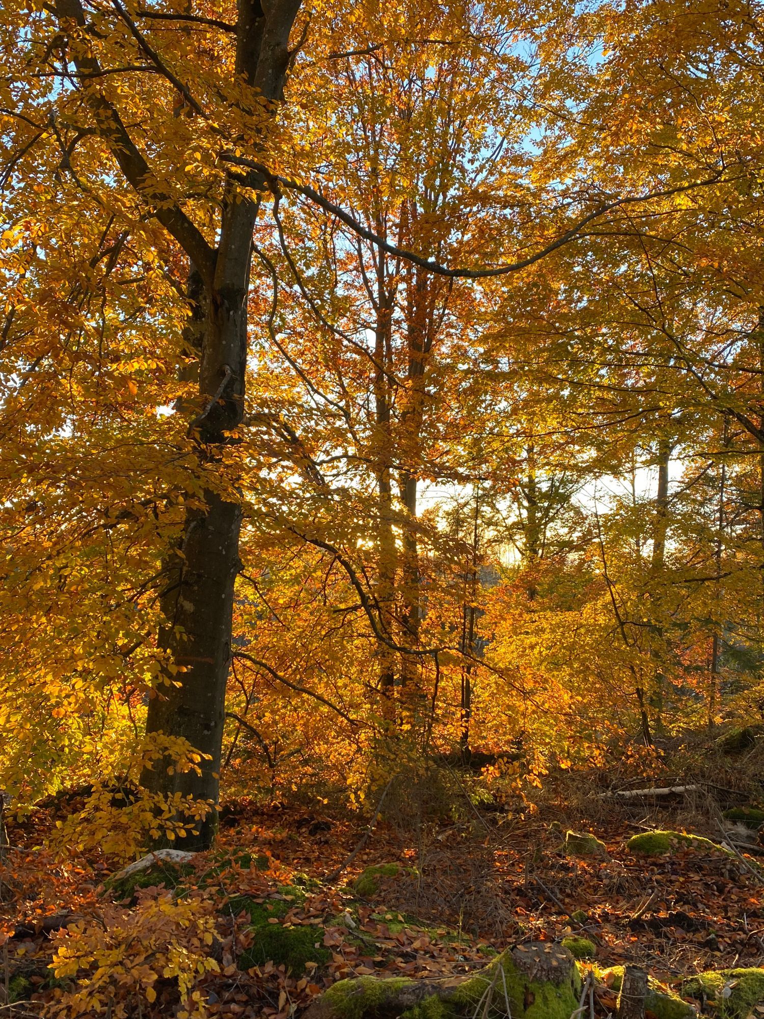 Skogsgård – bild 18 av 24