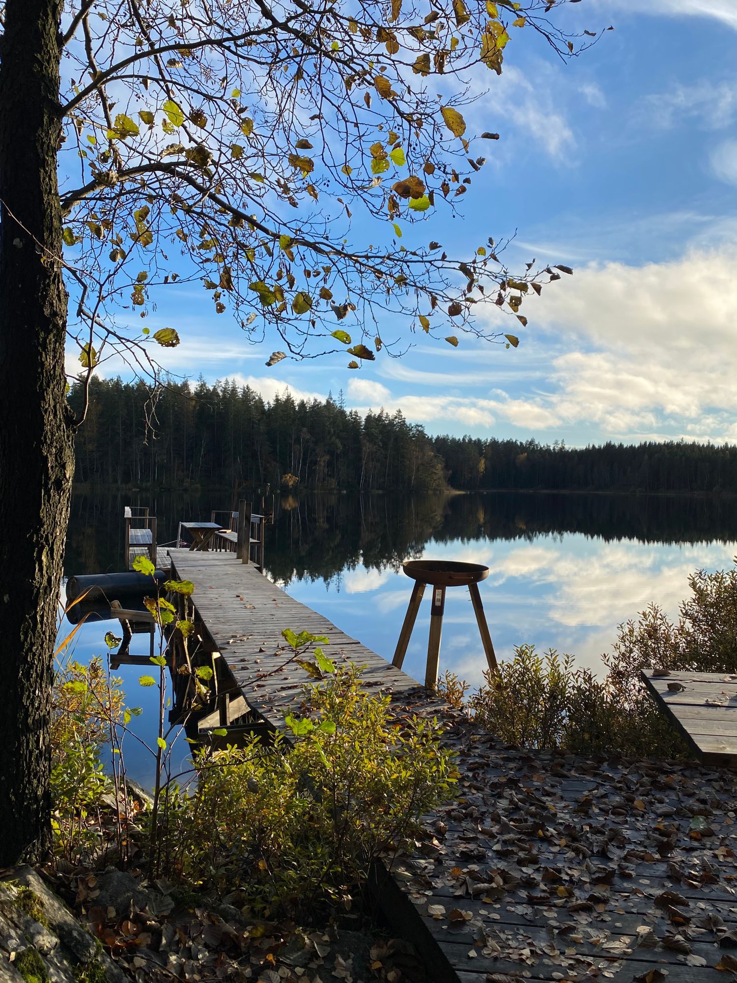 Skogsgård – bild 4 av 24