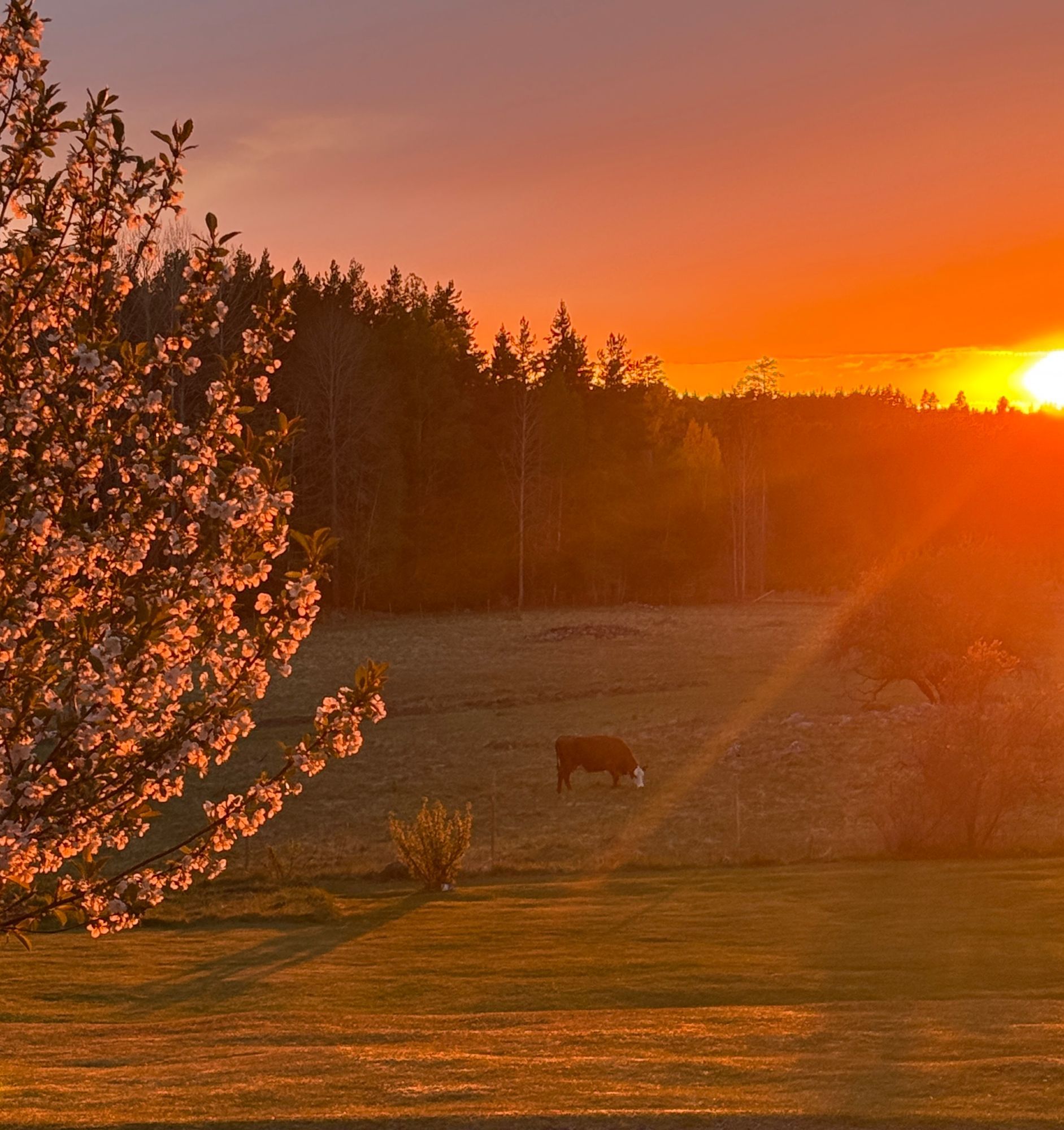 Torp på landet med närhet till naturliv och sjö. – bild 5 av 13