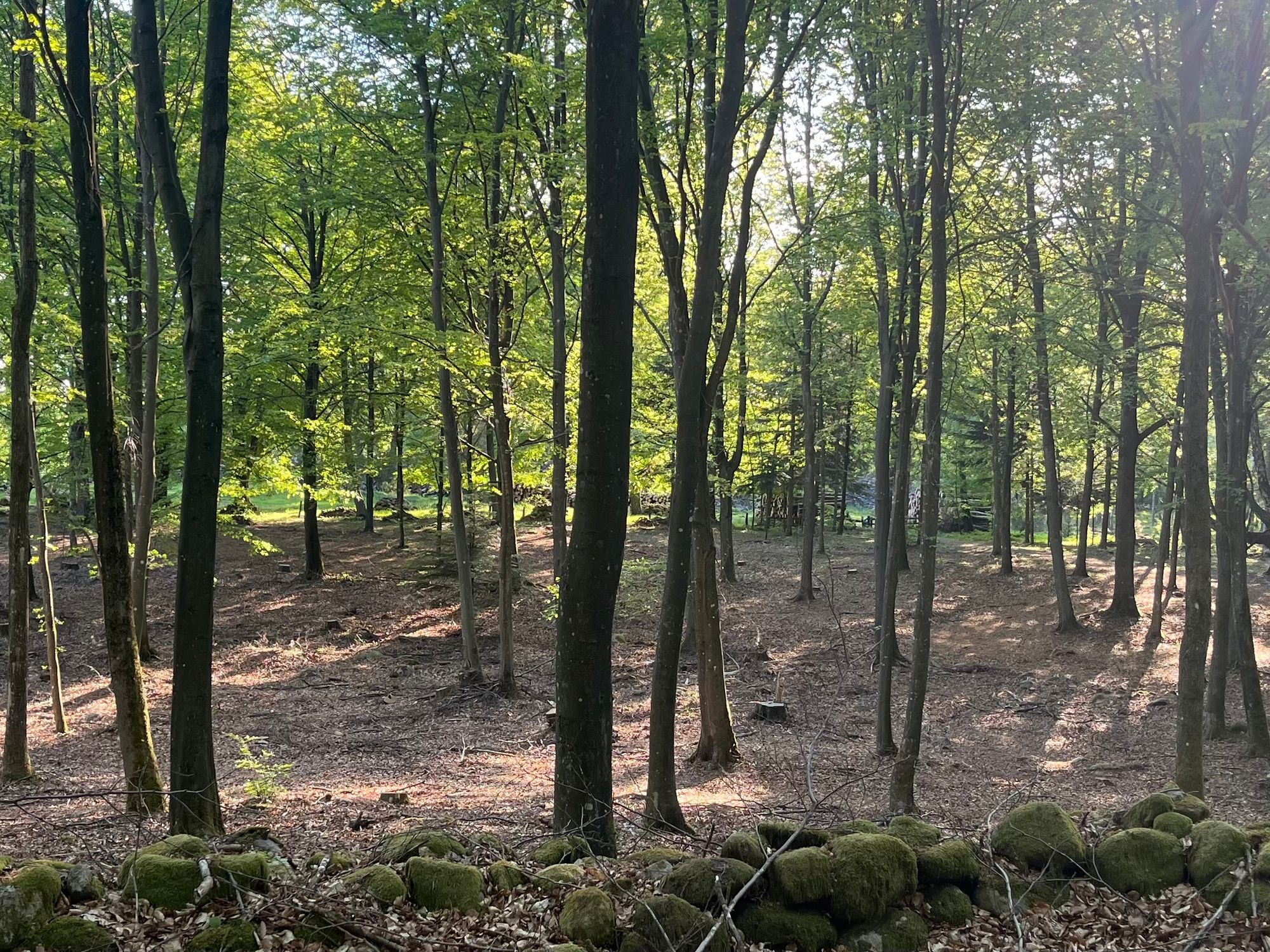 Skogsnära ferieboende på Linderödsåsen – bild 17 av 23