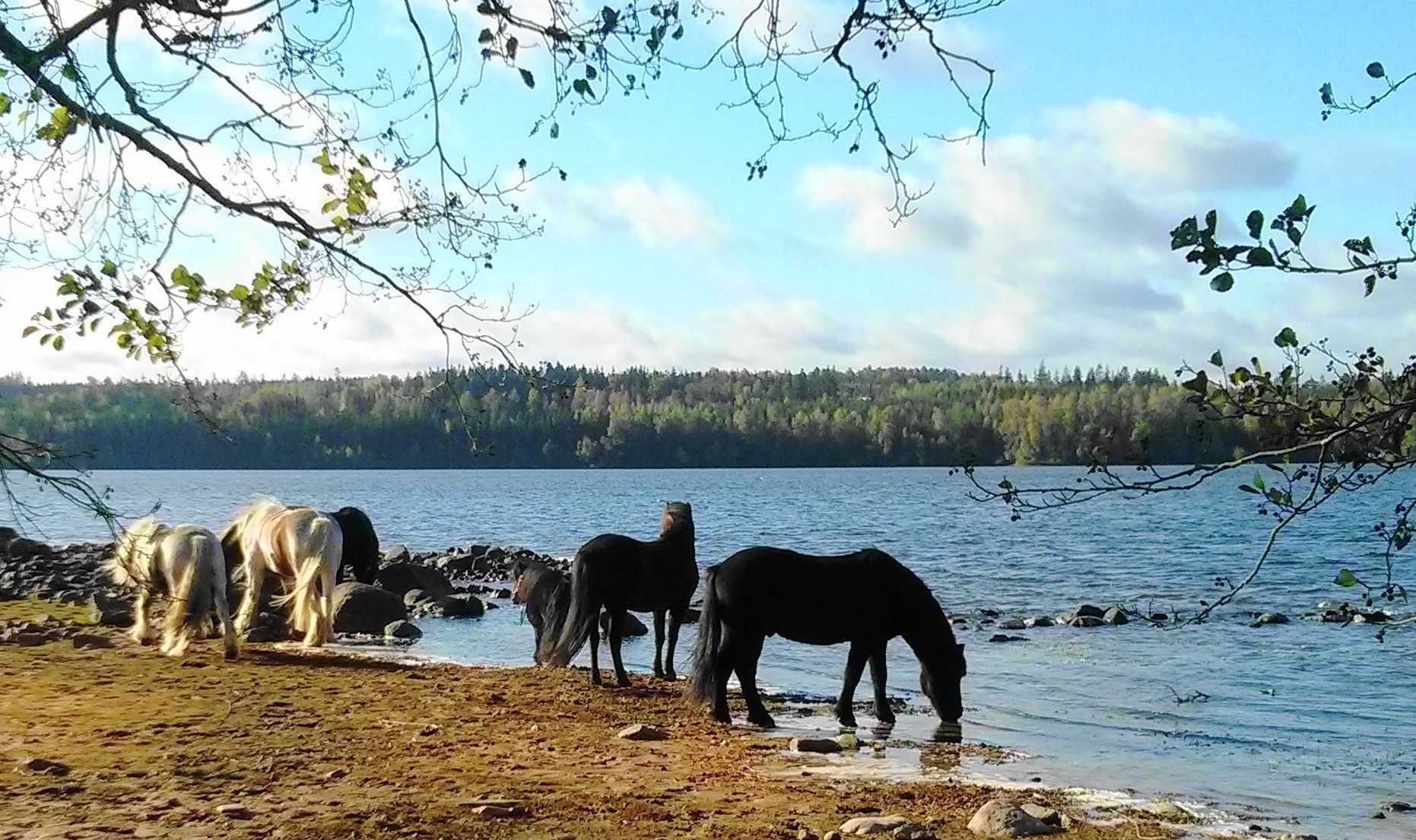 Småland - Lägenhet på hästgård vid sjön Solgen! – bild 8 av 9