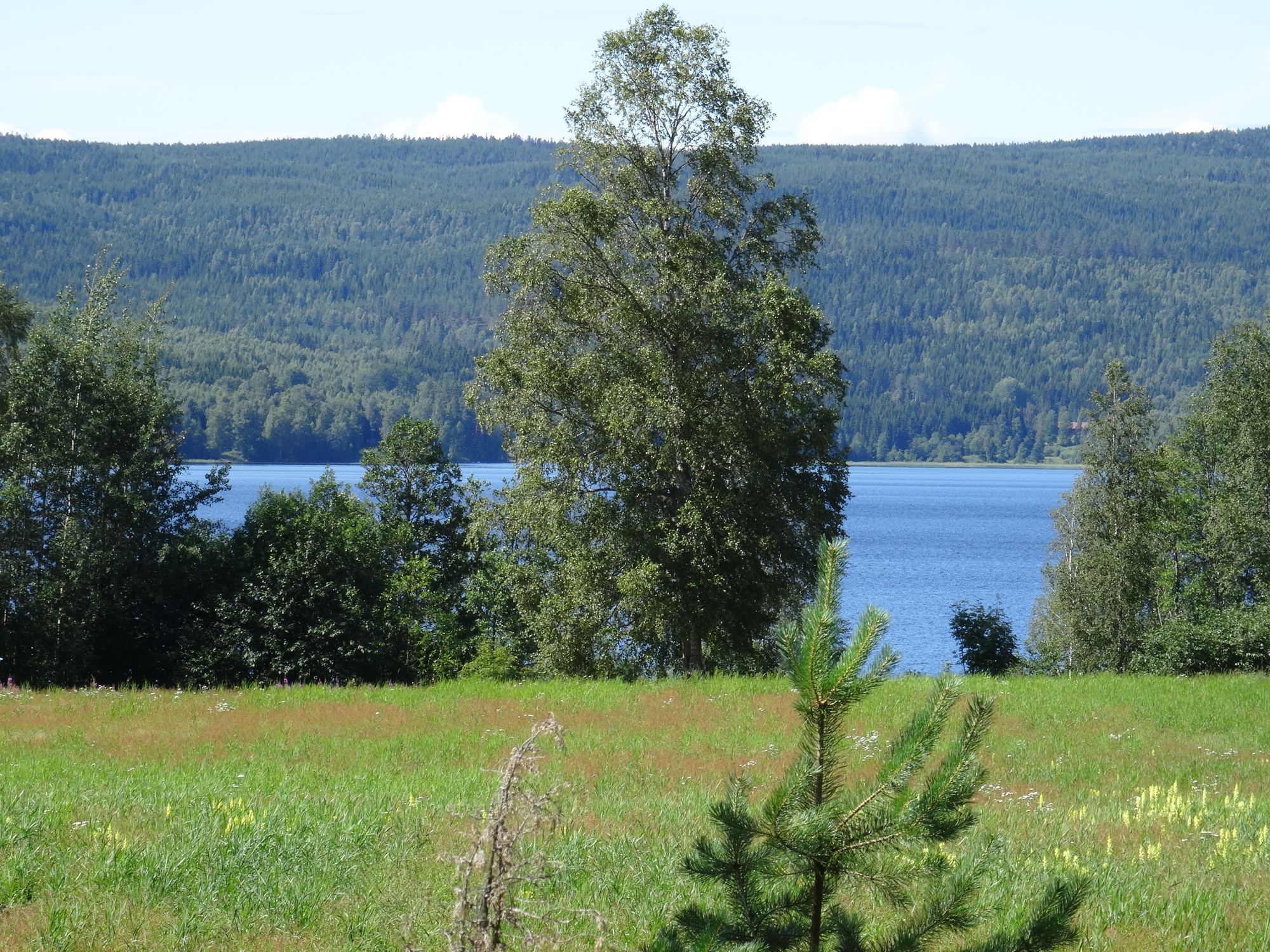 Björkhus & Spa 200 m ifrån Lakenesjön – bild 9 av 24