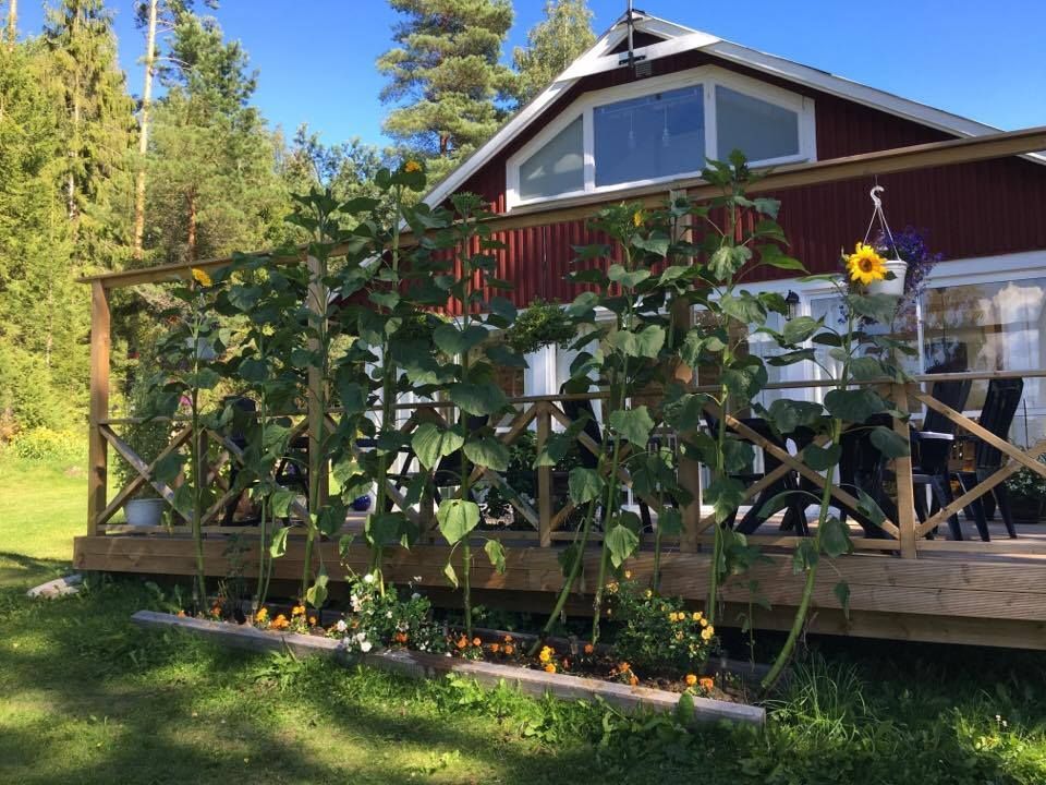 Avskild charmig stuga med bad, båt och kanot