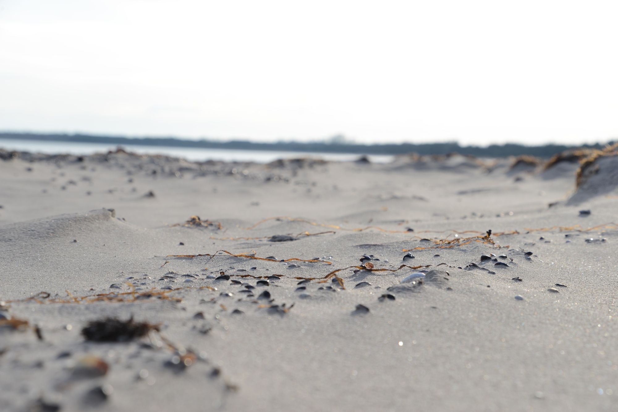 Tofta strand - Gotland – bild 19 av 21
