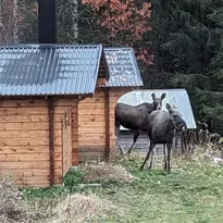 Stuga med vedkamin