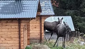 Stuga med vedkamin