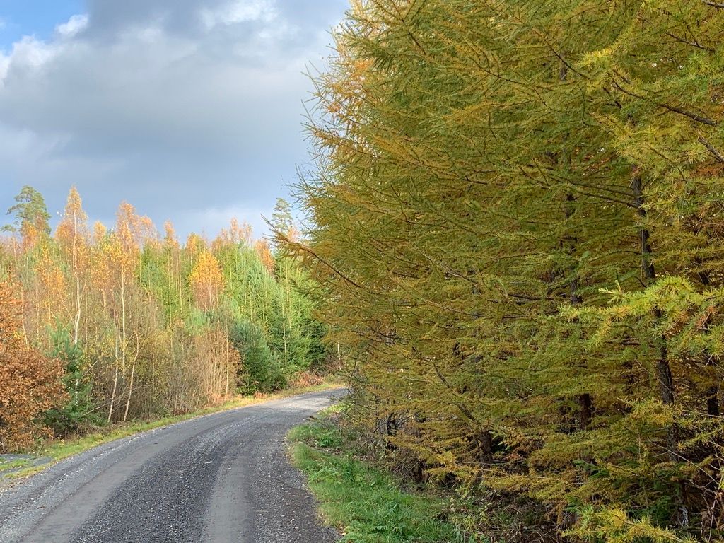 Torp från slutet på 1800-talet i Skånska skogarna – bild 14 av 18