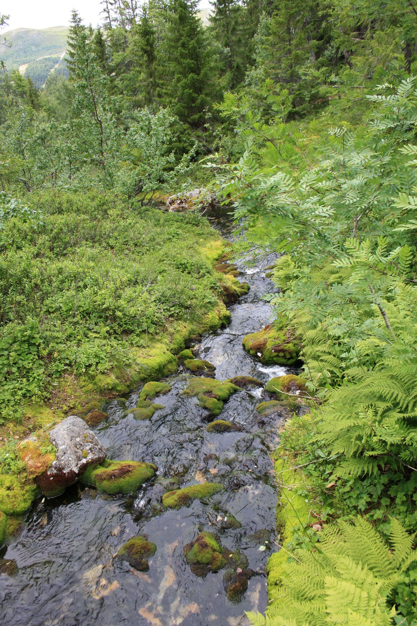 Stuga i Höglekardalen/Bydalsfjällen uthyres – bild 21 av 22