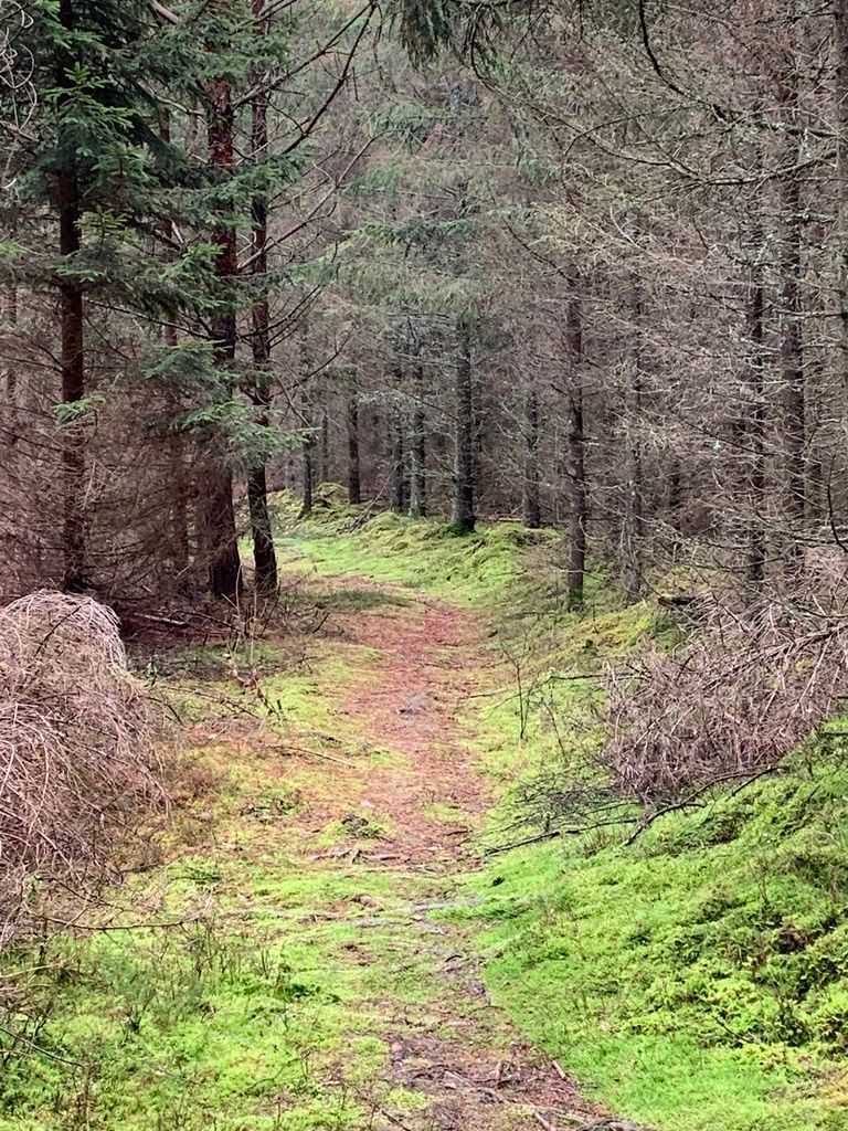 Torp från slutet på 1800-talet i Skånska skogarna – bild 15 av 18