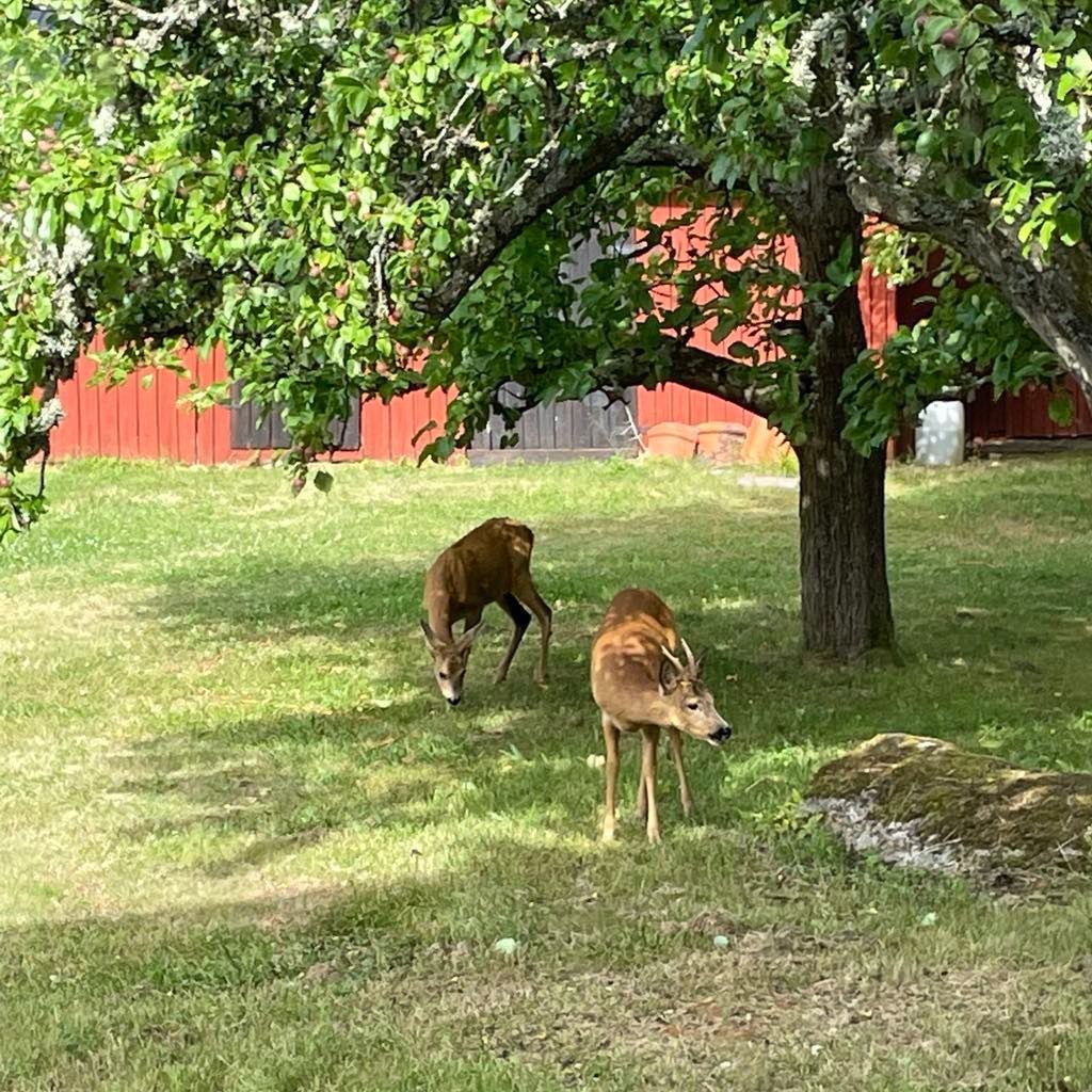 Charmigt torp på Vinön – Hjälmarens pärla – bild 12 av 14