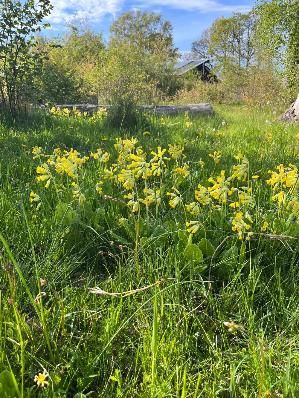 Charmig stuga nära Sandvik Öland – bild 21 av 24