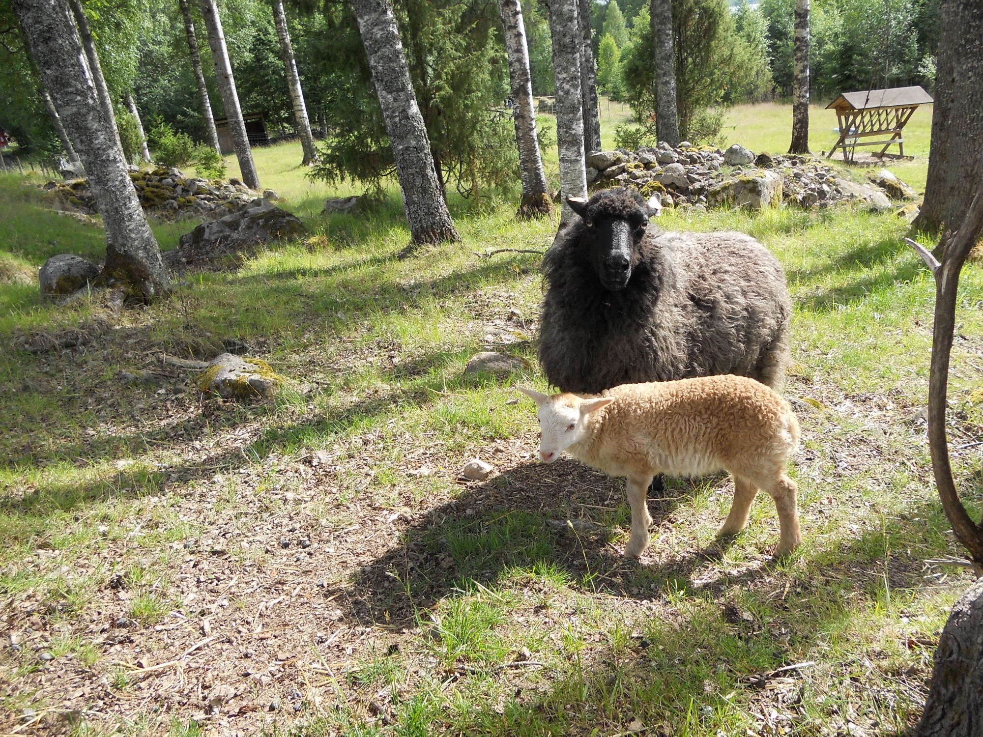 Stuga vildmark för Vandringsleder, bad, fiske. – bild 9 av 20