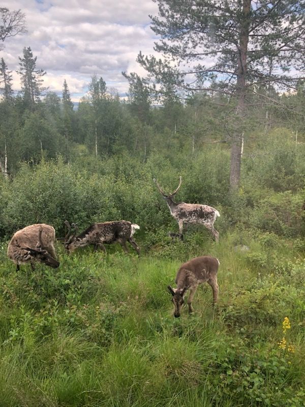 Fjätervålen, Idre, – bild 16 av 17