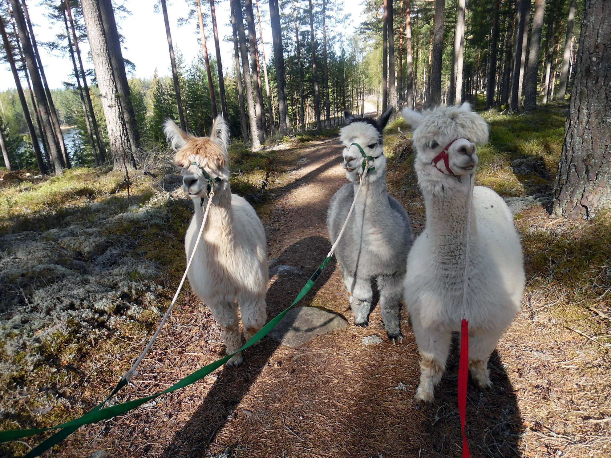 Mysig stuga på en alpackagård – bild 2 av 24