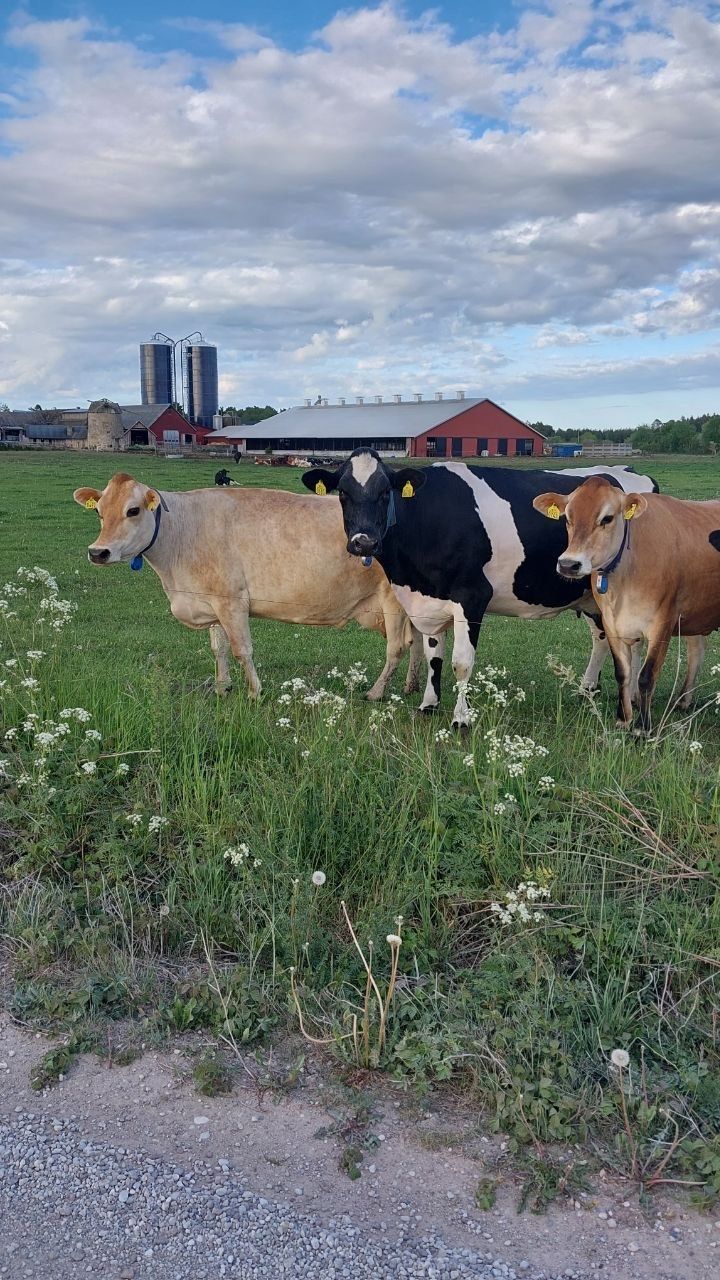 9 min Gnisvärd,Tofta. Nära Visby & djurpark – bild 13 av 24
