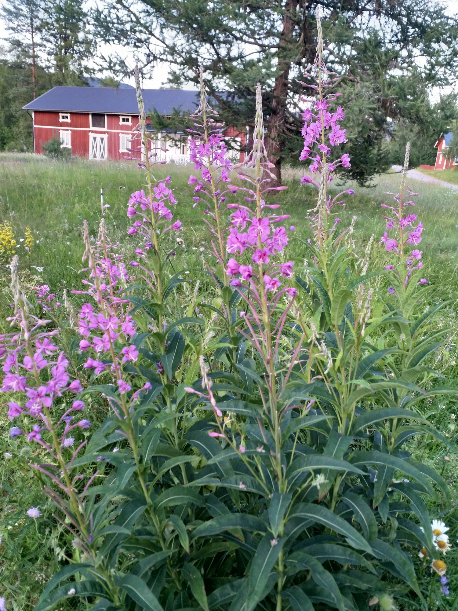 Höljes Gästis stuga – bild 15 av 15