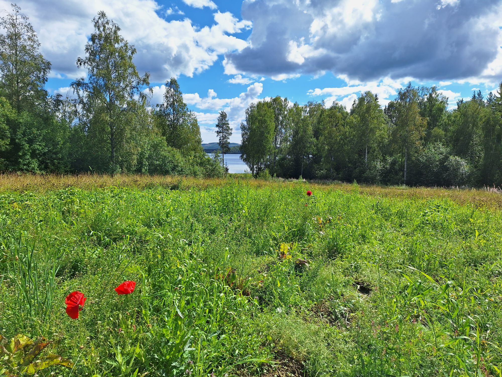 Mysig enskild gård med stora grönytor – bild 4 av 16