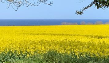 Österlen - fantastisk utsikt med fält och hav