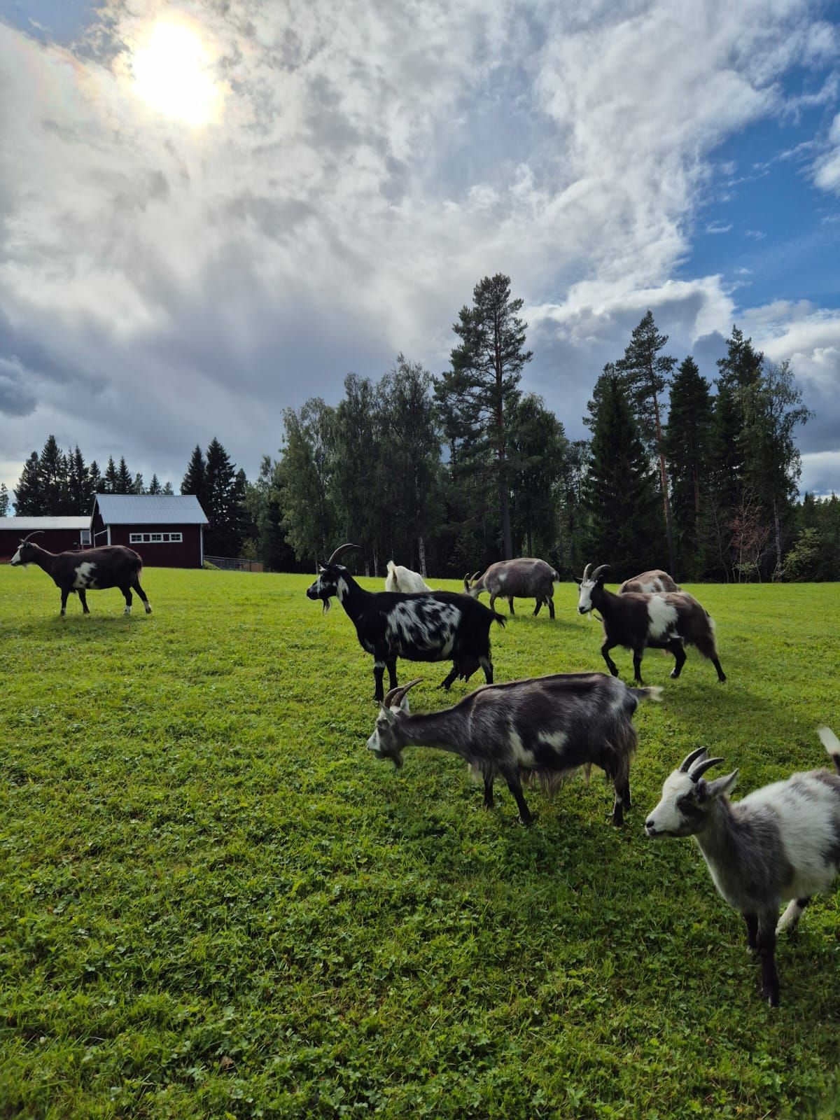 Skogsidyll i Jämtland - natur, lugn – bild 10 av 17