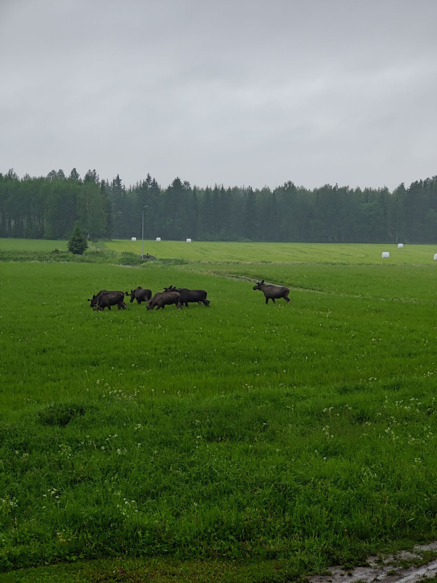 Norderön, Rapp-Anders Torpet Sommarboende – bild 14 av 15