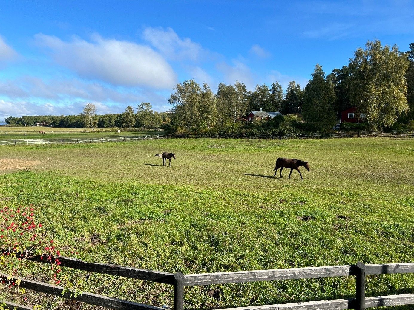 Adelsö idyll vid Mälaren med bastu och stor tomt – bild 22 av 24