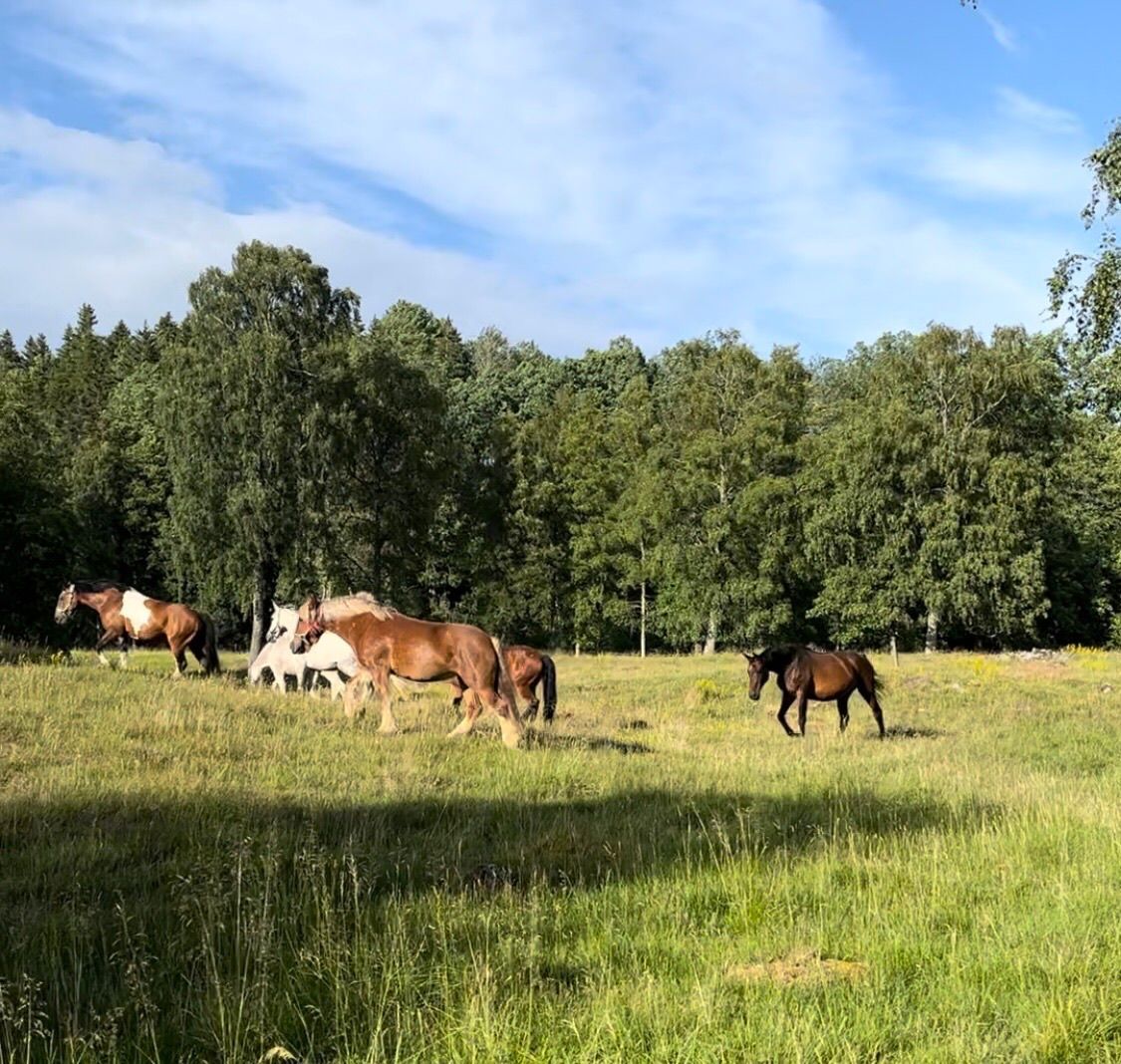 Stort hus i Småland – bild 19 av 24