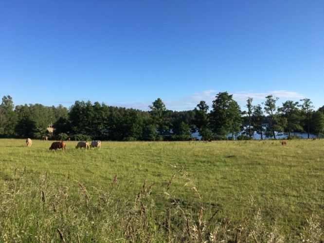 Havsnära nybyggd stuga med roddbåt. – bild 4 av 21