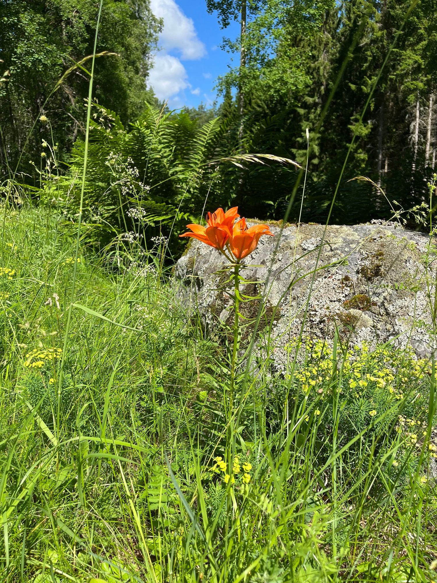 Ett torp i Sörmland med karaktär – bild 21 av 24