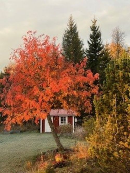 Hemtrevlig stuga i Bäcka, Orsa – bild 14 av 20