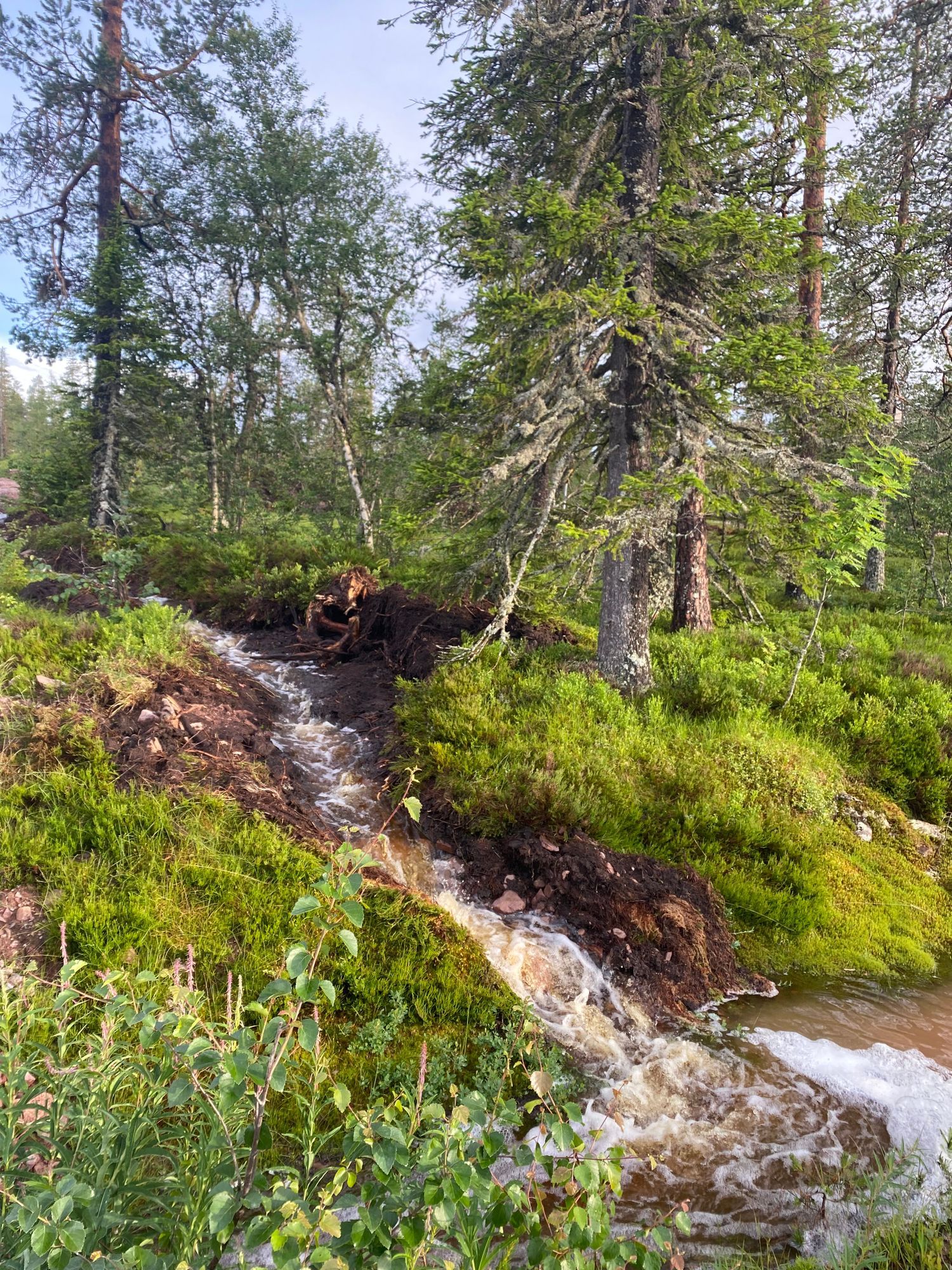 Näsfjället, Sälenfjällen – bild 14 av 20