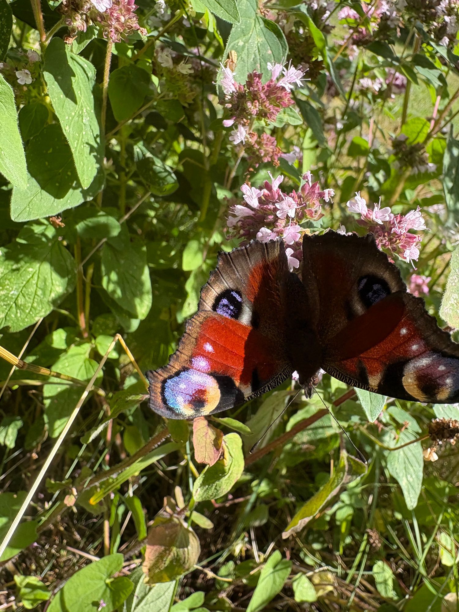 Gästhus i naturnära läge. – bild 16 av 24