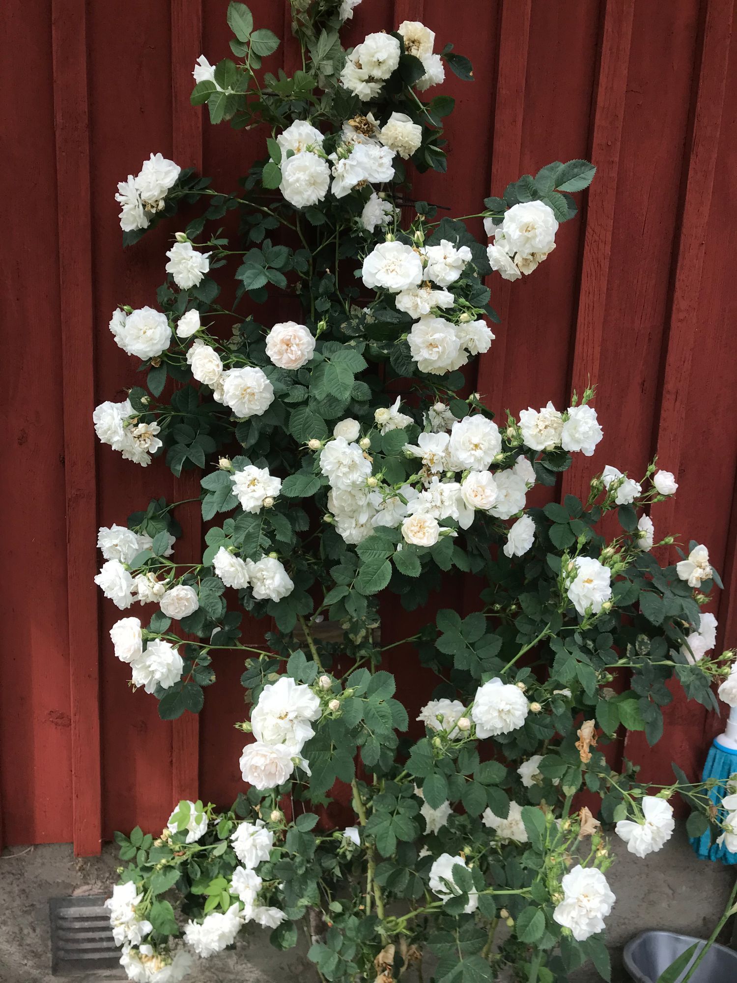 Öland,Borgholm, Köpingsvik,Alböke, Eriksberg. – bild 20 av 24