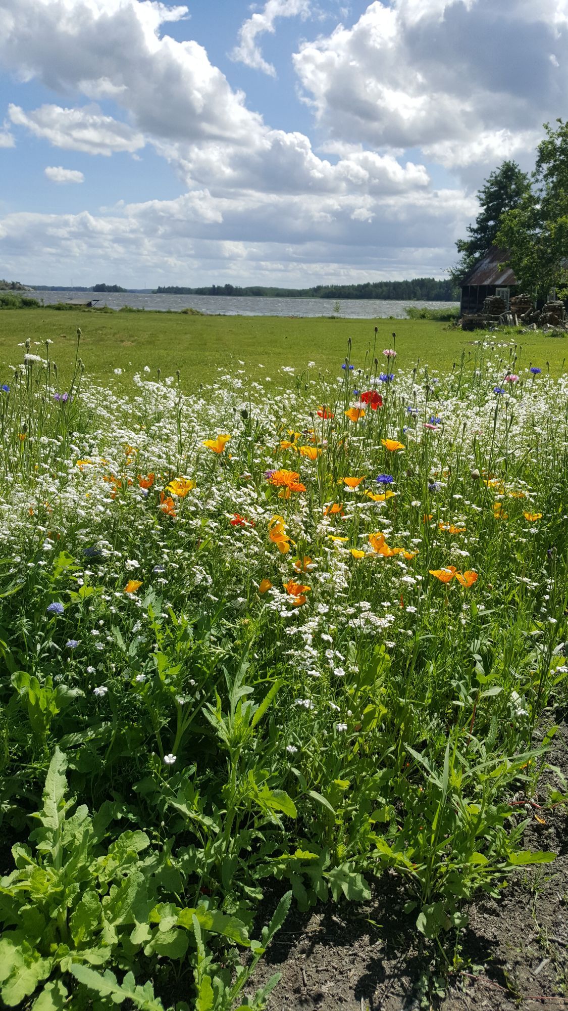 Hus på stor strandtomt vid sjön Mälaren – bild 12 av 24