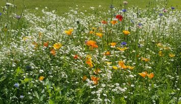 Hus på stor strandtomt vid Mälaren