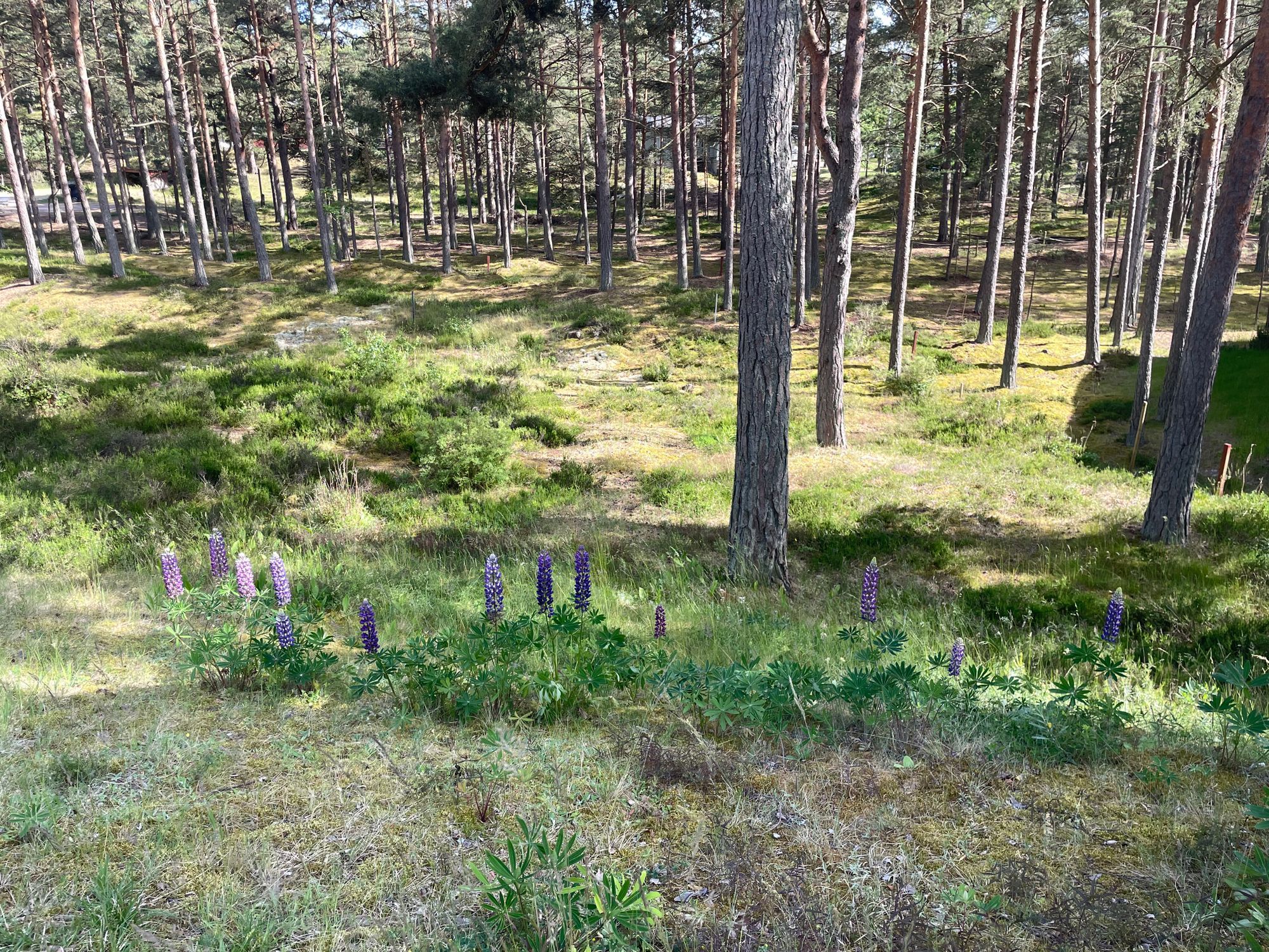 Stuga på Äspet med närhet till sandstrand – bild 14 av 19